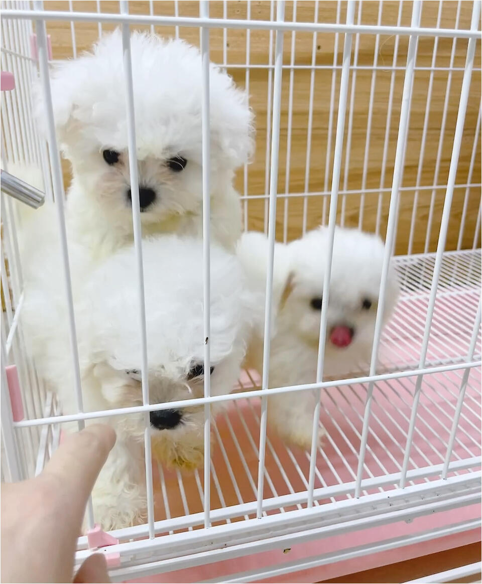 比熊幼犬公母都有犬舍直发